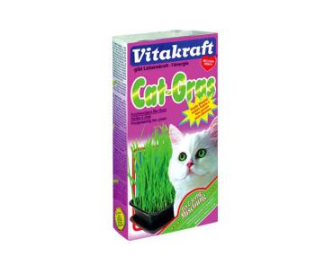 HERBE À CHAT CAT-GRASS