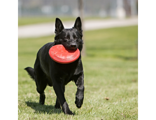 FRISBEE KONG FLYER