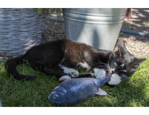 ROBOCAT SAUMON ROBOCAT SAUMON