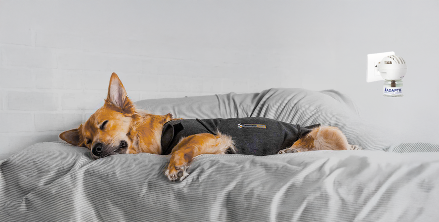 L'anxiété chez le chien